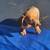 mini dachshund pup 3 thumbnail