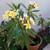 59" TALL LIVE YELLOW PLUMERIA POTTED TREE 1 thumbnail