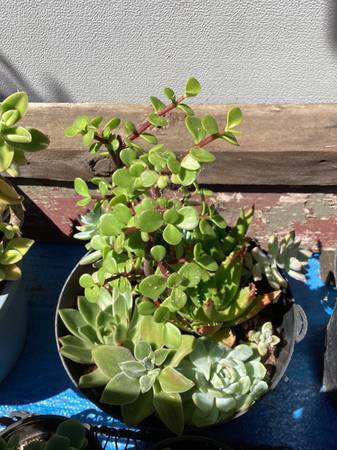Bowl of succulents 1