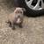 Beautiful Am.Bully Pups 8 thumbnail