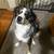 8 month old Australian Shepherd 4 thumbnail