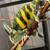 Reptiles for sale 3 thumbnail