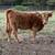 Scottish highland cattle 13 thumbnail