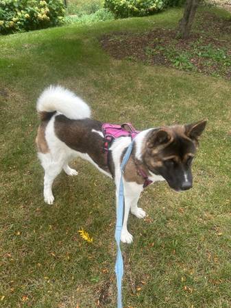 Macho Akita63844236237571121