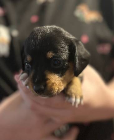 Mini Doxies Sausage Babies Daschunds (Quinton)63280429749507124