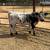 Mini cattle — Mini Donkeys — Mini Horses 17 thumbnail