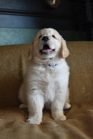 Cachorro macho Golden Retriever (Gilbert)63967146981891124