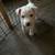 Heeler puppies in Portales, NM 5 thumbnail