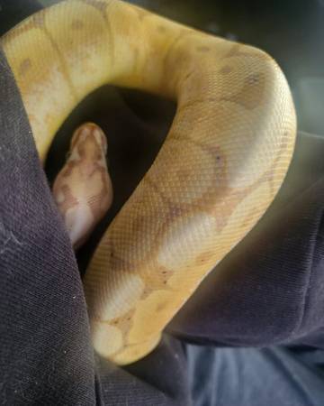 2 subadult ball pythons63866534740865123