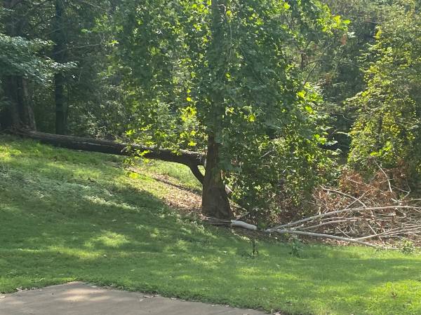 Free large hardwood tree 1