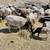 Sheep/ Barrego 1 thumbnail