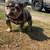 French Bulldog 1 thumbnail