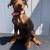 Doberman puppies 4 thumbnail