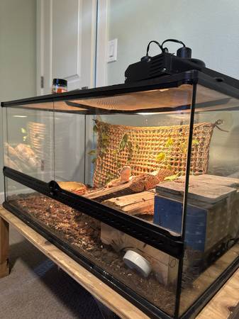 bearded dragon+enclosure 1