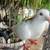 Pigeons homers 2 thumbnail