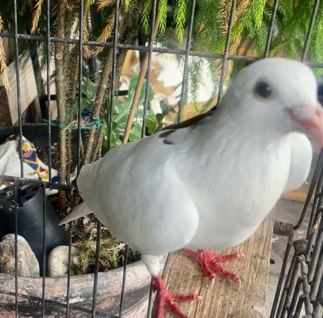 Pigeons (Los Angeles)63830037070337123