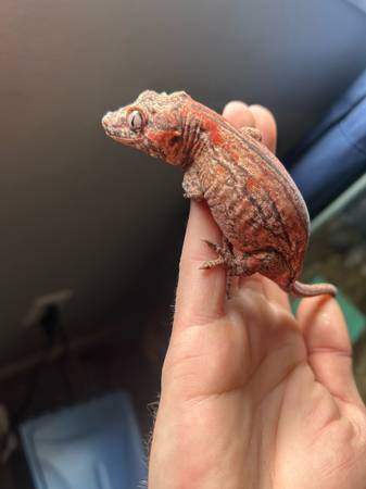 Geckos need of home (Cincinnati)63908216617730121