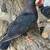 pigeons 7 thumbnail