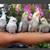 Hand Fed Cockatiels 17 thumbnail