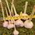 Garlic (seed) - Beyond Sustainable Life 3 thumbnail