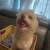 Pom Terrier 3 thumbnail