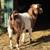 Boer goat does 2 thumbnail