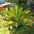 Sago Palm trees 1 thumbnail