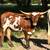 Texas Longhorn Heifers For Sale 2 thumbnail