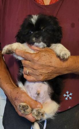 CKC Shihtzu puppies (Smyrna)63979869804546121