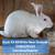 New Zealand Breeders 6 thumbnail