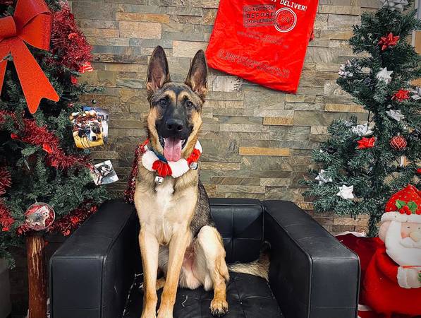 Pastor alemán de 3 años registrado en AKC (Falls mills)63667748455811120