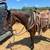 5 y/o mustang mare trail horse lesson horse 5 thumbnail