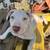 Deaf albino pitpull pup 4 thumbnail