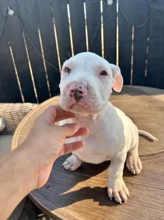 American bully XL pups (Sacramento)63848769503235122