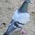 Racing pigeons 1 thumbnail