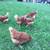 chickens 3 thumbnail