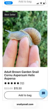 Rehoming Snails for Pets 1
