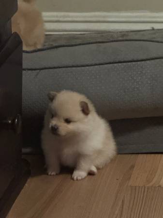 Pomerania (Los Ángeles)63865302131203123