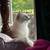 Siamese Cat 2 thumbnail