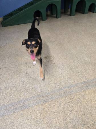 Cruce de terrier de 1 año necesita un hogar amoroso63882831689857120