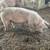 Roaster hogs 1 thumbnail
