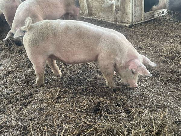 Roaster hogs 1