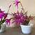 Easter cactus, succulents, aloe 1 thumbnail