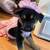 German shepherd mix 2 thumbnail