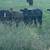 600-800 lb heifers 4 thumbnail