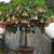 Angel's Trumpet tree. Brugmansia . By Greengirl. 9 thumbnail