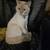 Siamese Kittens 7 thumbnail