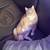 rehoming cat 2 thumbnail