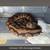 Ball Python Morphs 5 thumbnail