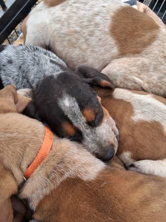 Beagles $150 (Pasco)590290266809978881